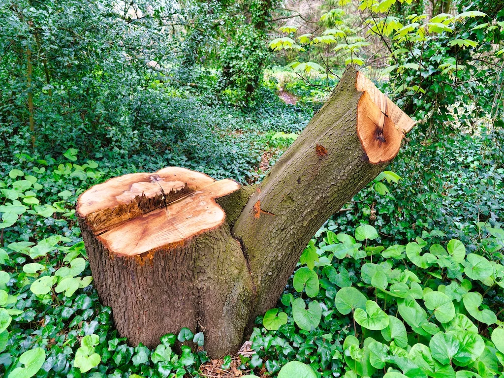 DID SOMEONE GET A NEW CHAINSAW [TREE STUMPS AT ST ANNE'S PARK IN APRIL 2016] 015