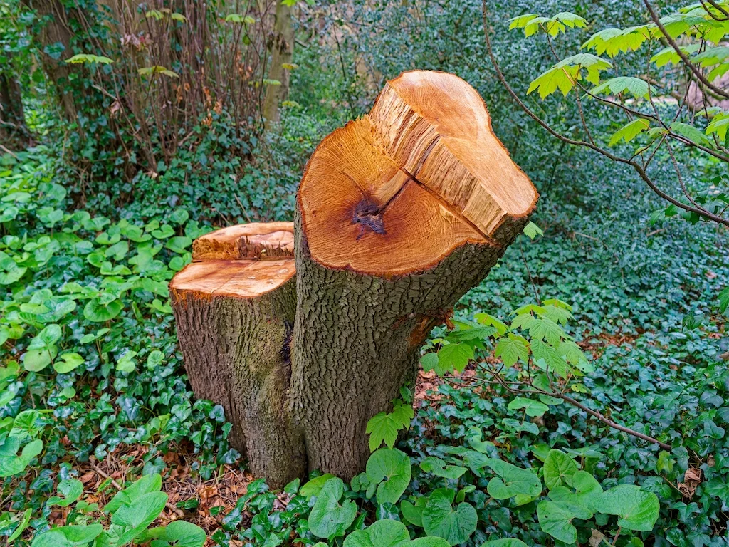 DID SOMEONE GET A NEW CHAINSAW [TREE STUMPS AT ST ANNE'S PARK IN APRIL 2016] 002