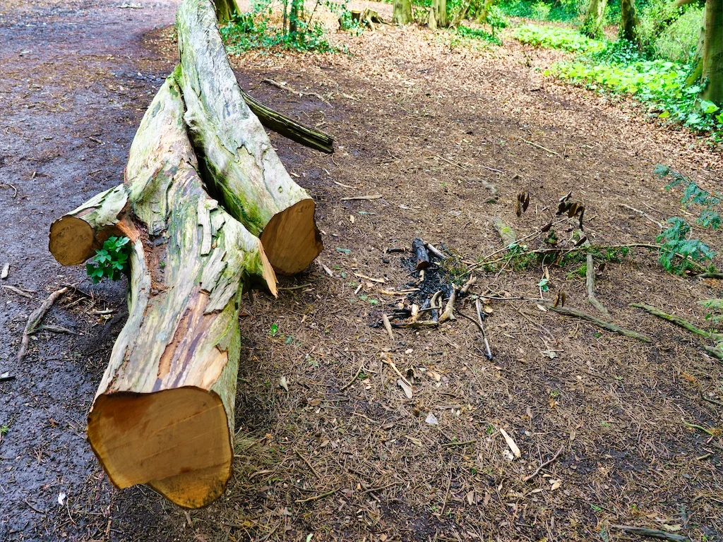 DID SOMEONE GET A NEW CHAINSAW [TREE STUMPS AT ST ANNE'S PARK IN APRIL 2016] 001