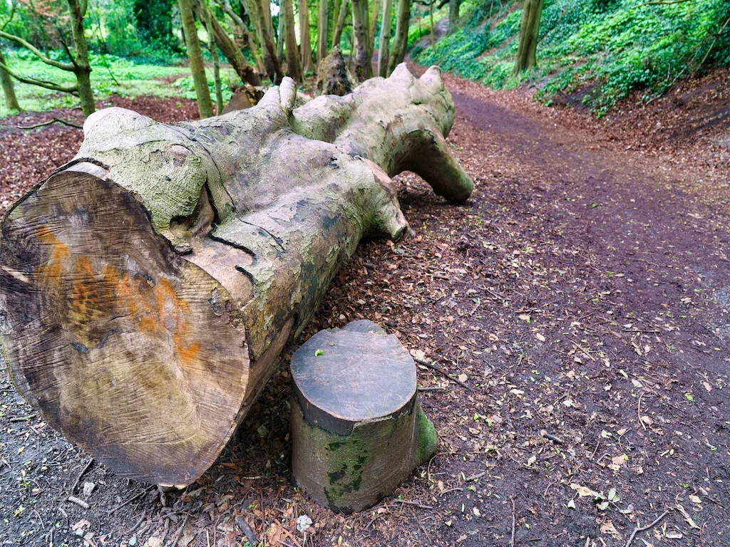 DID SOMEONE GET A NEW CHAINSAW [TREE STUMPS AT ST ANNE'S PARK IN APRIL 2016] 010