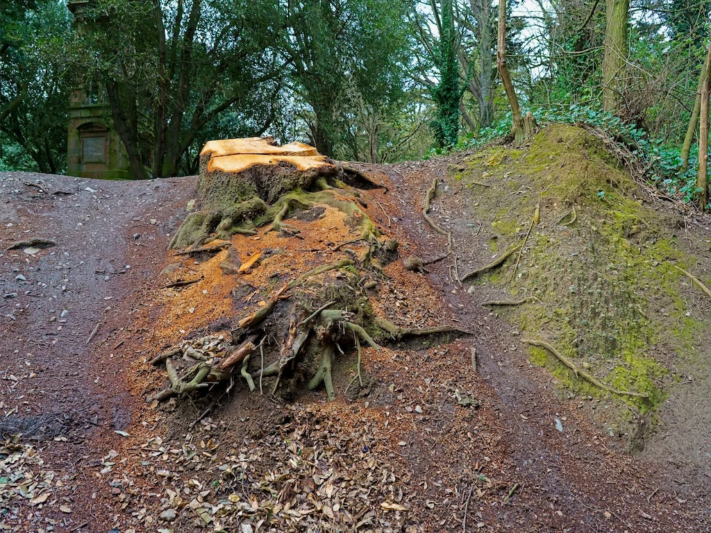 DID SOMEONE GET A NEW CHAINSAW [TREE STUMPS AT ST ANNE'S PARK IN APRIL 2016] 005