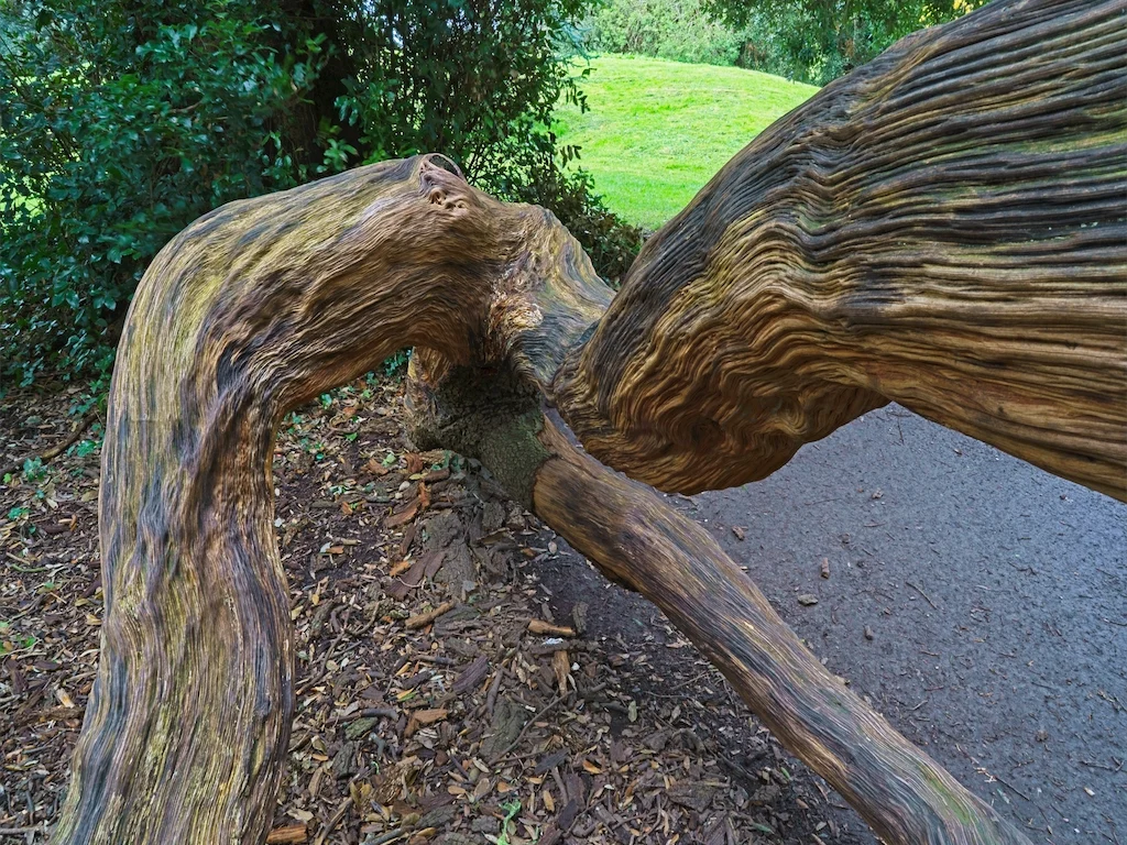 TWISTED AND DISTORTED TREES AT ST ANNE'S PARK [AS THEY WERE BACK IN APRIL 2016] 023