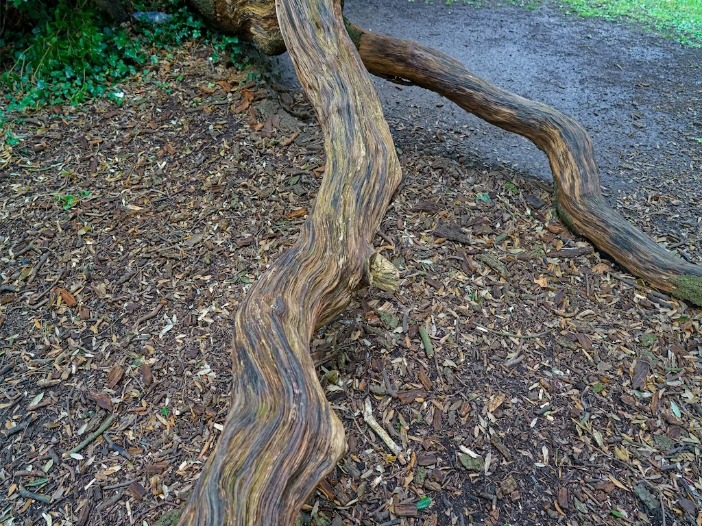 TWISTED AND DISTORTED TREES AT ST ANNE'S PARK [AS THEY WERE BACK IN APRIL 2016] 022
