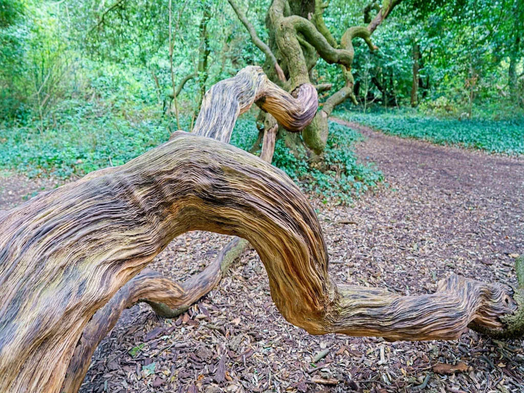 TWISTED AND DISTORTED TREES AT ST ANNE'S PARK [AS THEY WERE BACK IN APRIL 2016] 021