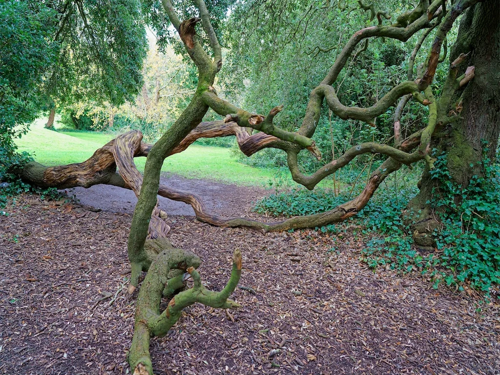 TWISTED AND DISTORTED TREES AT ST ANNE'S PARK [AS THEY WERE BACK IN APRIL 2016] 015