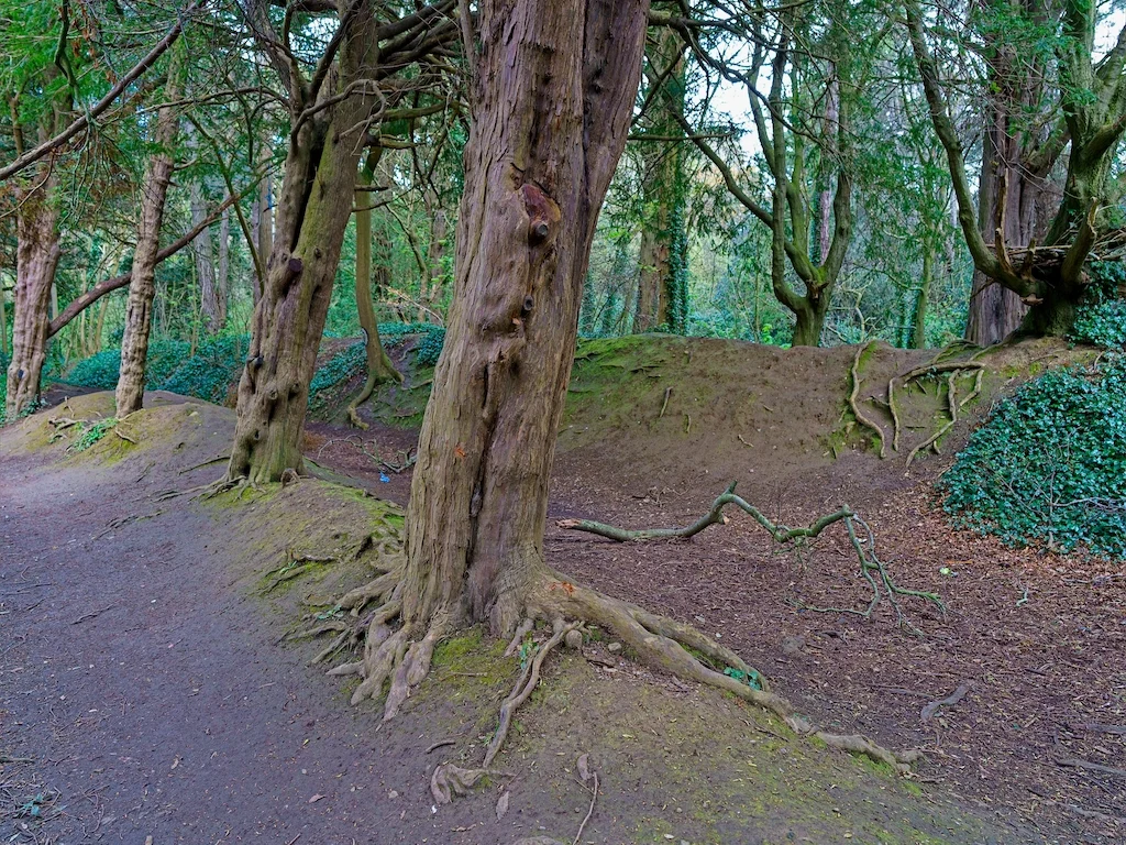 TWISTED AND DISTORTED TREES AT ST ANNE'S PARK [AS THEY WERE BACK IN APRIL 2016] 004