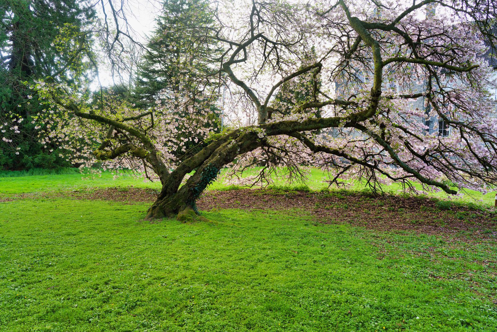 I REALLY LIKE THIS OLD CHERRY BLOSSOM TREE 001