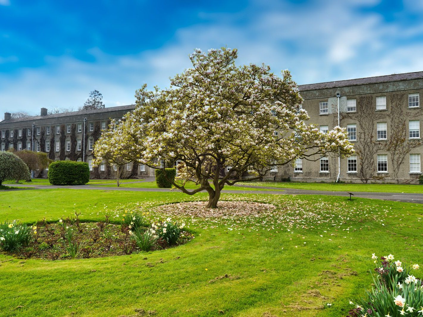 IF YOU ARE INTERESTED IN TREES THEN ST PATRICK'S COLLEGE CAMPUS IS THE PLACE TO VISIT 009