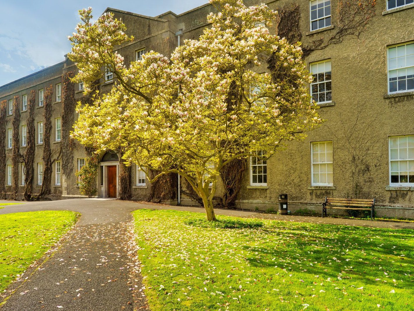 IF YOU ARE INTERESTED IN TREES THEN ST PATRICK'S COLLEGE CAMPUS IS THE PLACE TO VISIT 001