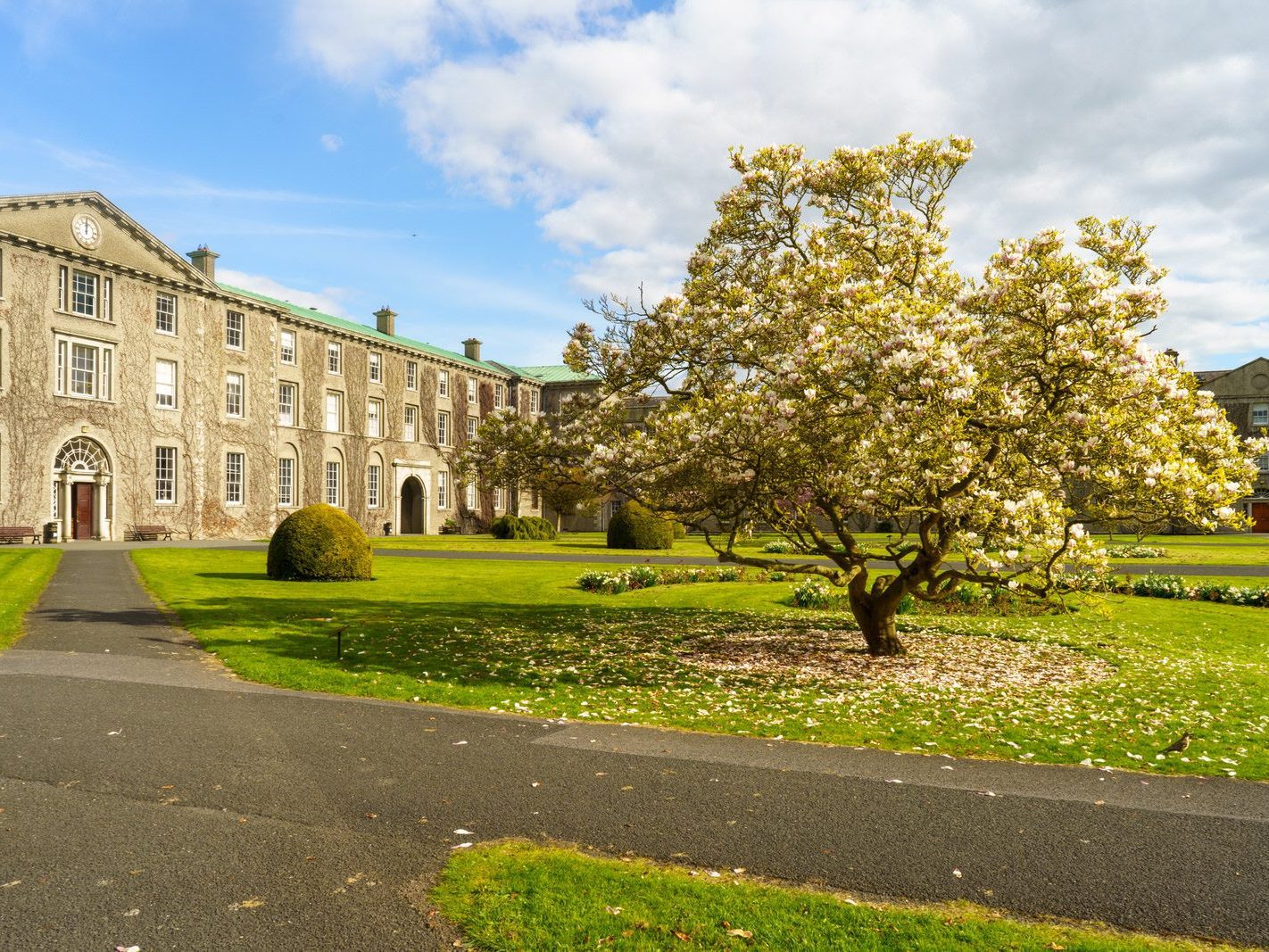 IF YOU ARE INTERESTED IN TREES THEN ST PATRICK'S COLLEGE CAMPUS IS THE PLACE TO VISIT 006