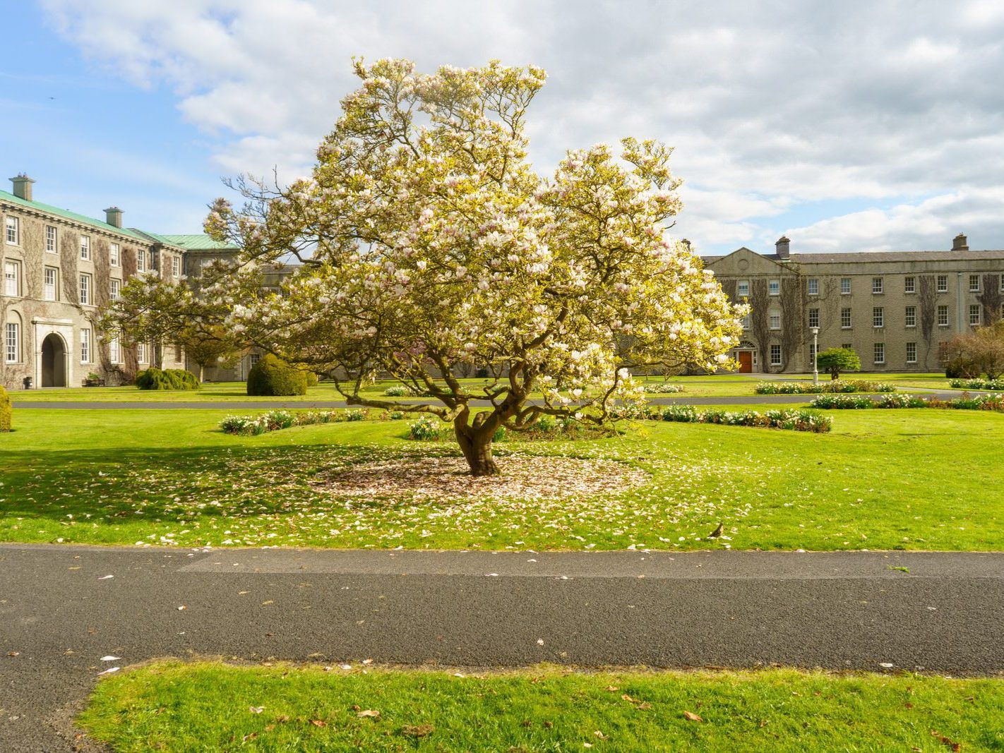 IF YOU ARE INTERESTED IN TREES THEN ST PATRICK'S COLLEGE CAMPUS IS THE PLACE TO VISIT 007