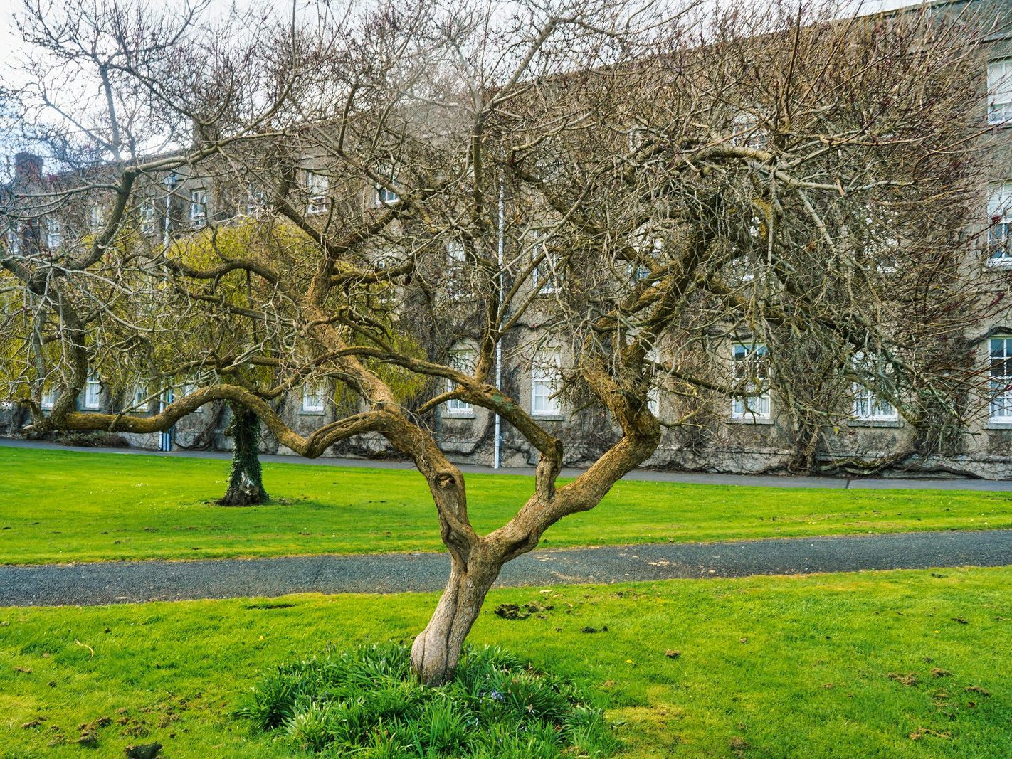 IF YOU ARE INTERESTED IN TREES THEN ST PATRICK'S COLLEGE CAMPUS IS THE PLACE TO VISIT 008