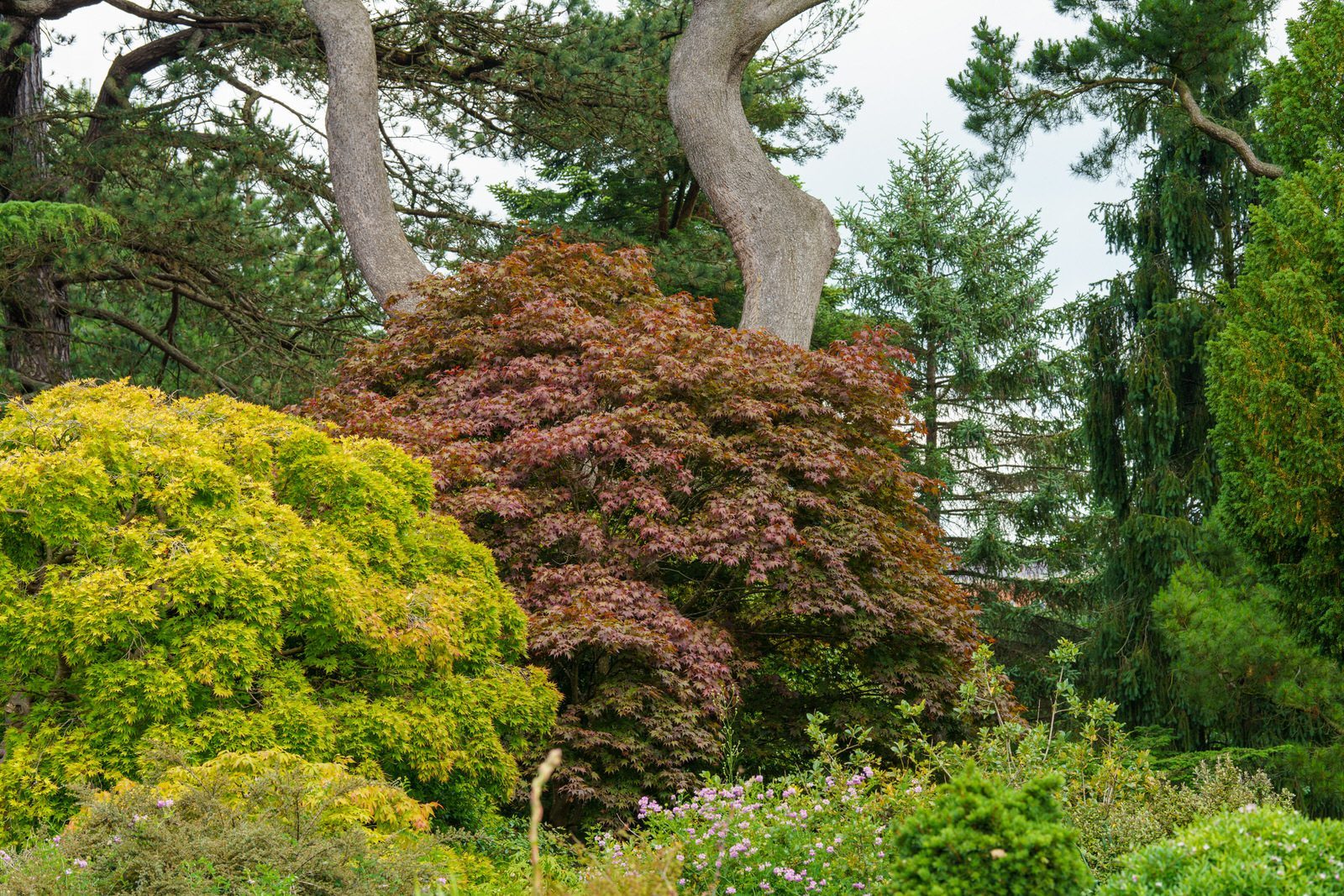 THE ROCKERY AND NEARBY [BOTANIC GARDENS IN GLASNEVIN] 020
