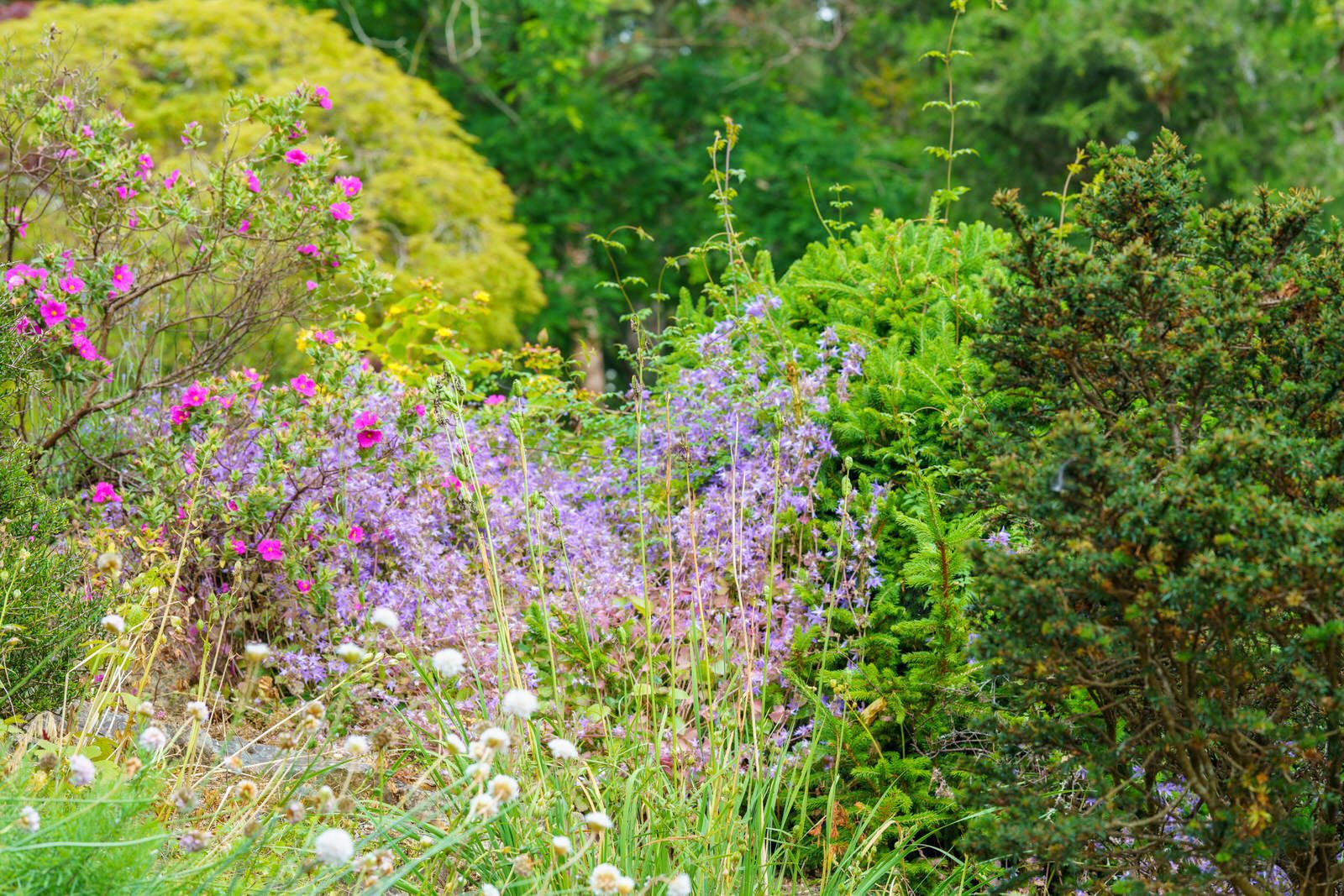 THE ROCKERY AND NEARBY [BOTANIC GARDENS IN GLASNEVIN] 003