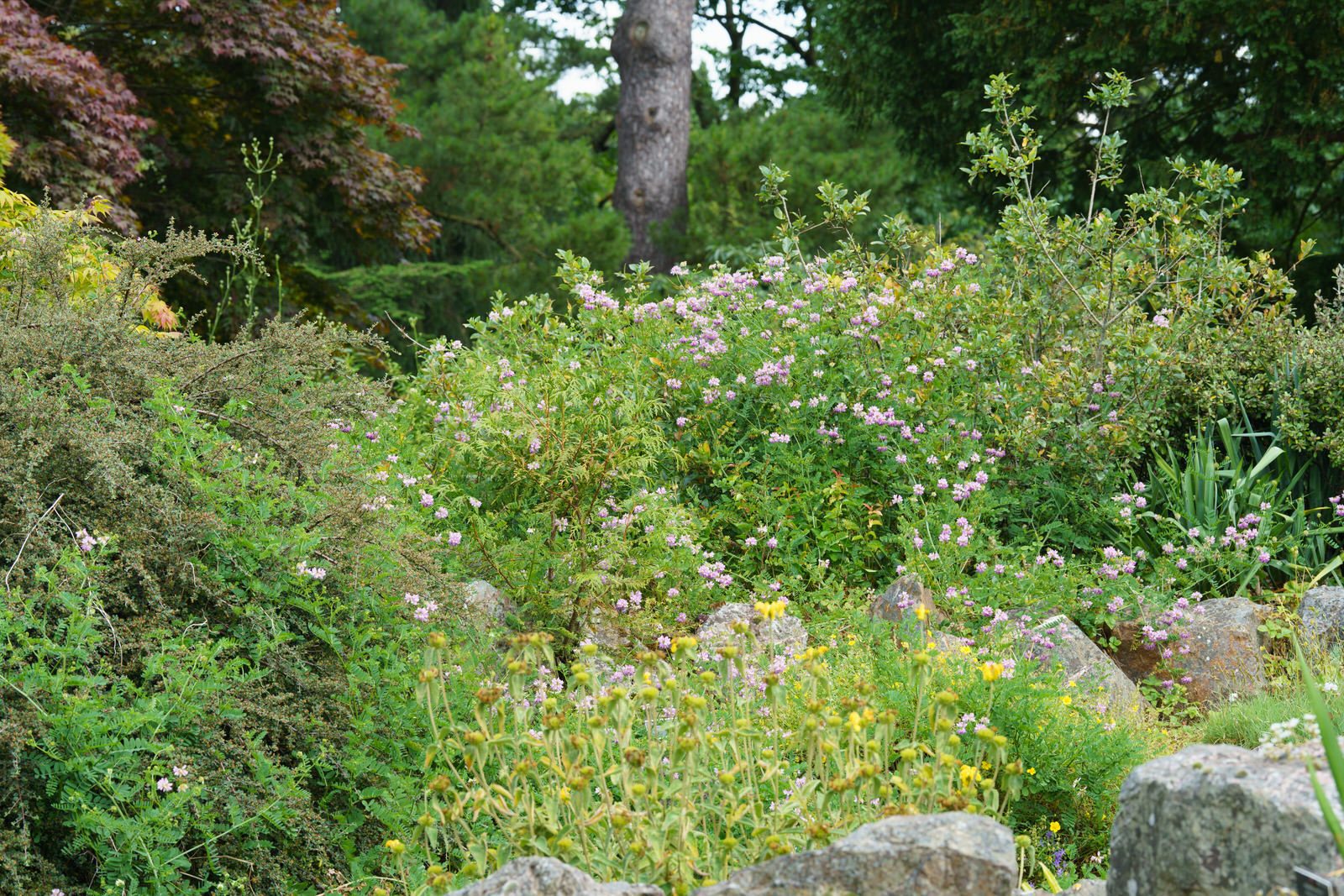 THE ROCKERY AND NEARBY [BOTANIC GARDENS IN GLASNEVIN] 005