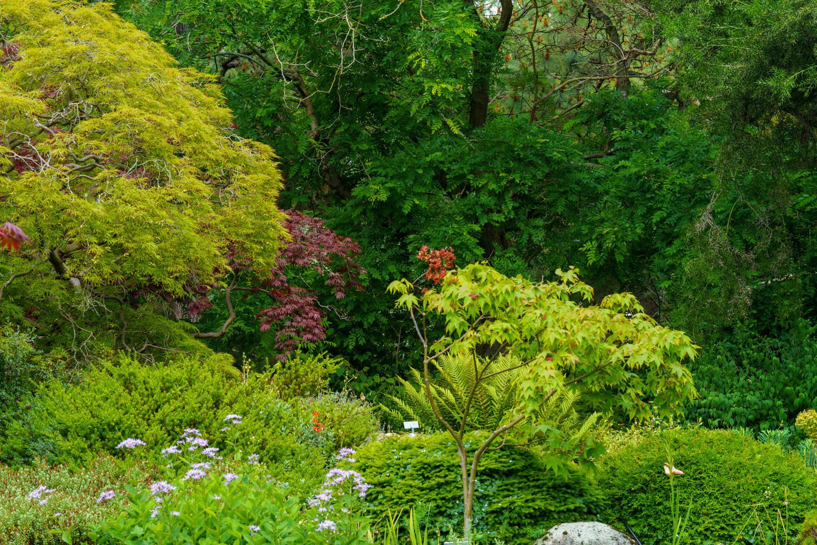 THE ROCKERY AND NEARBY [BOTANIC GARDENS IN GLASNEVIN] -11