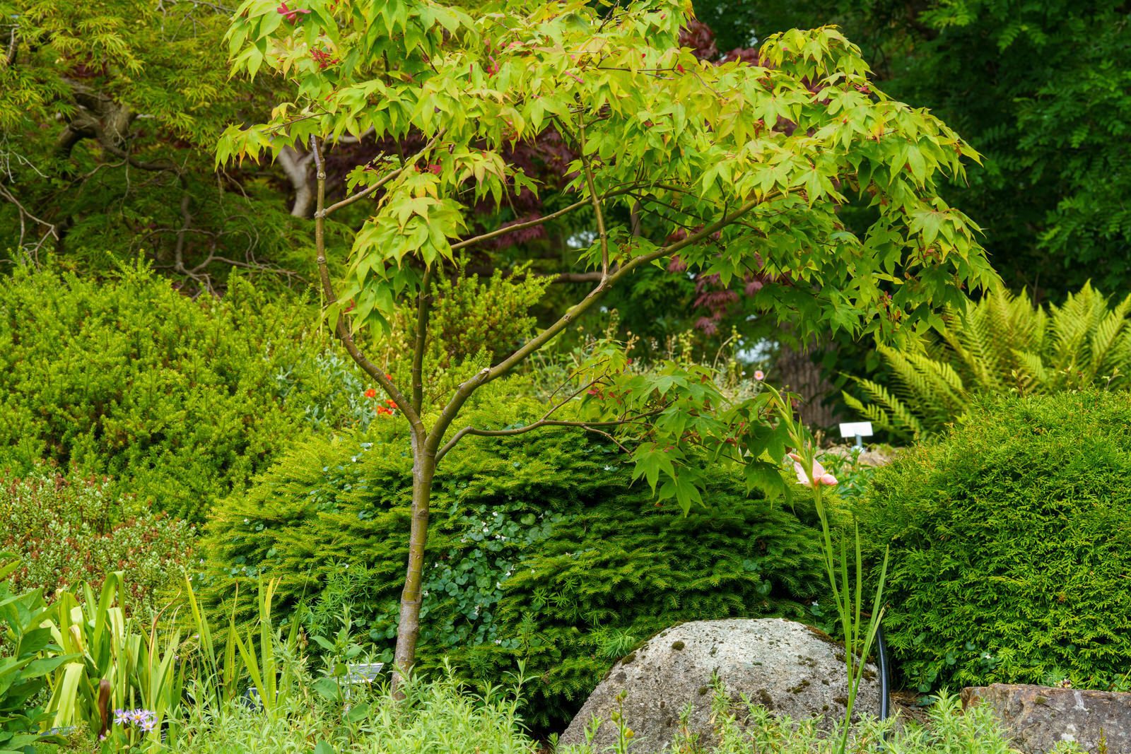 THE ROCKERY AND NEARBY [BOTANIC GARDENS IN GLASNEVIN] 012