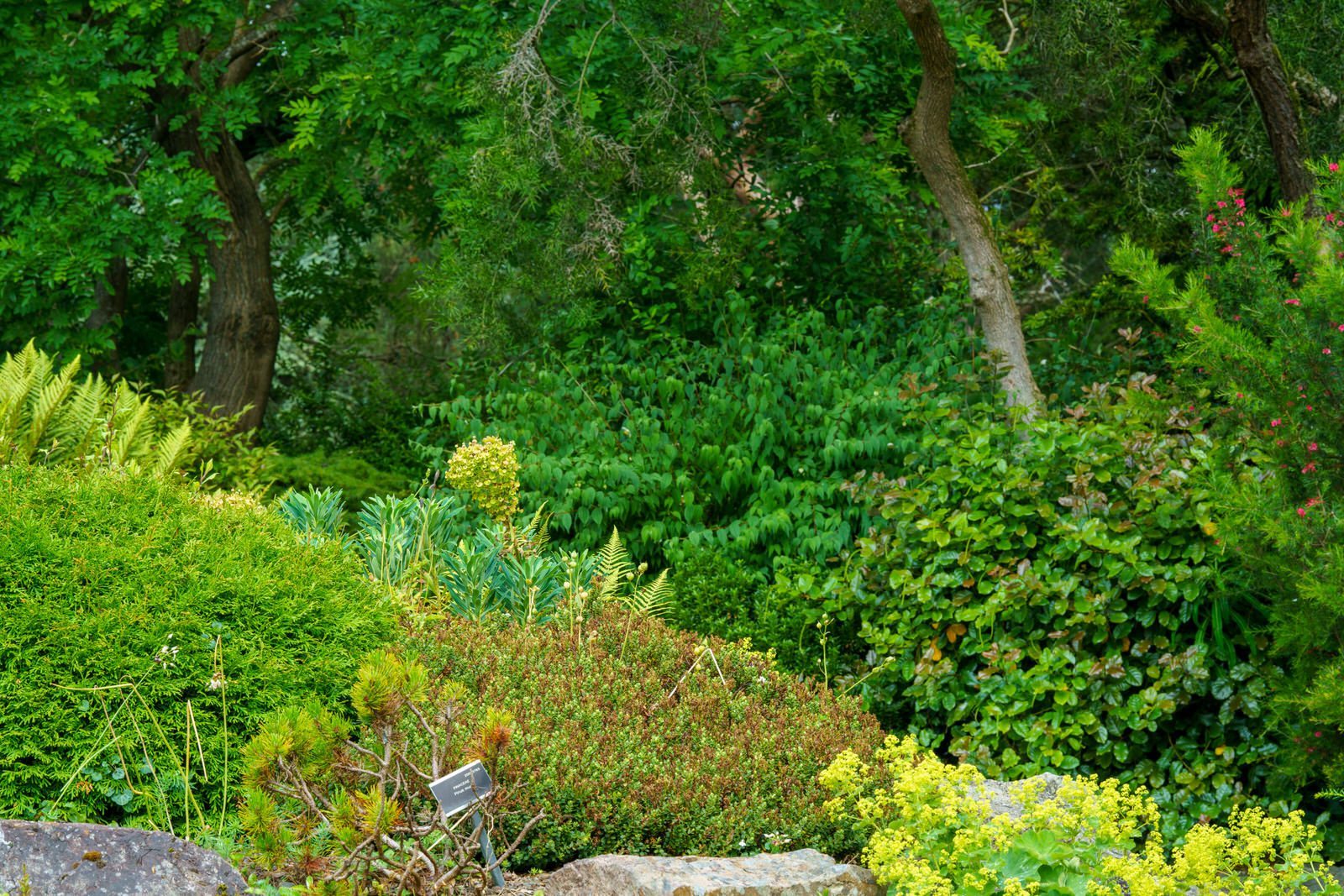 THE ROCKERY AND NEARBY [BOTANIC GARDENS IN GLASNEVIN] 013