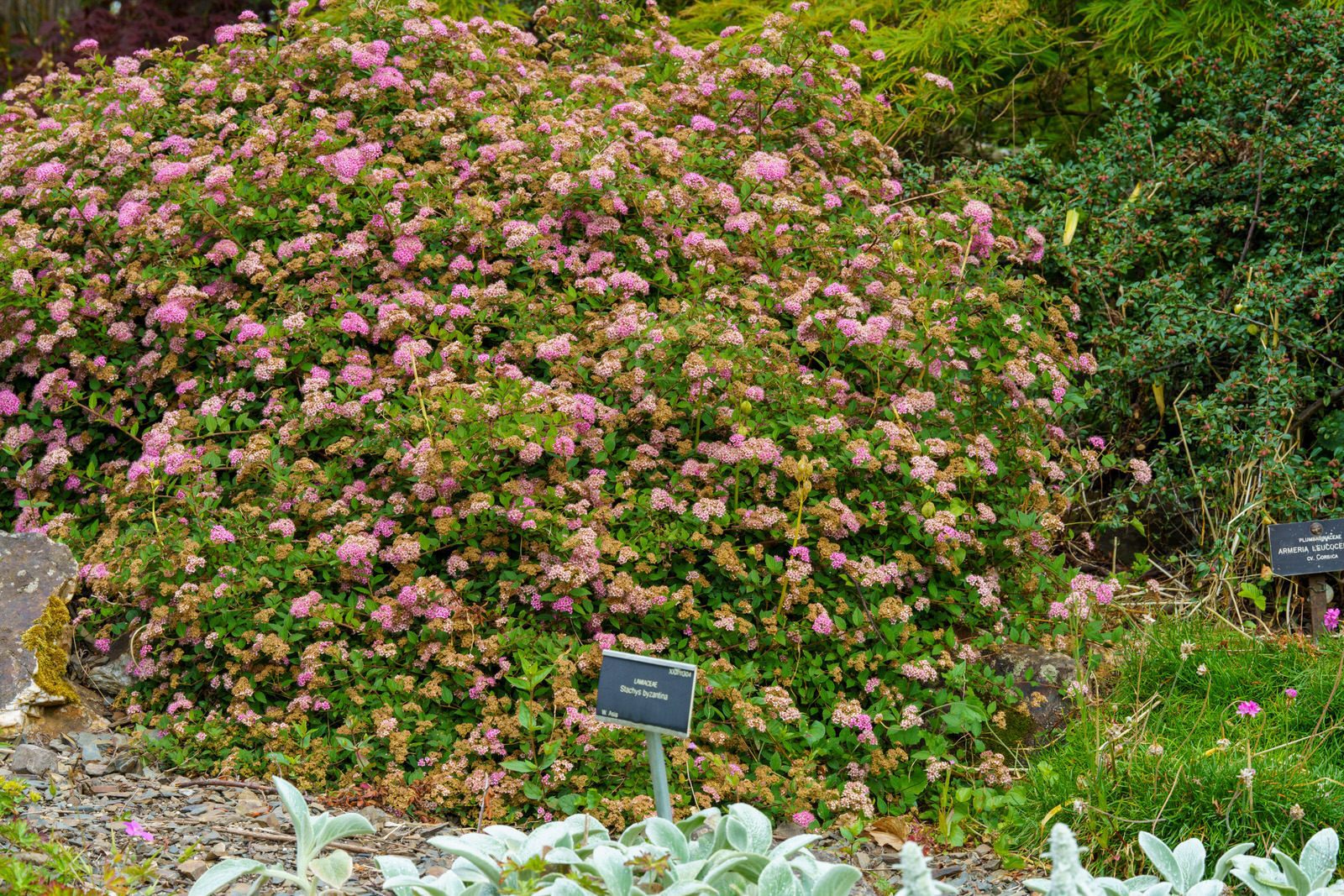 THE ROCKERY AND NEARBY [BOTANIC GARDENS IN GLASNEVIN] 016