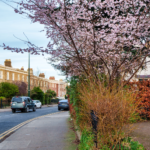 I SPY WITH MY LITTLE EYE SOMETHING BEGINNING WITH C ON LEINSTER ROAD [A CHERRY BLOSSOM IN JANUARY]-227233-001