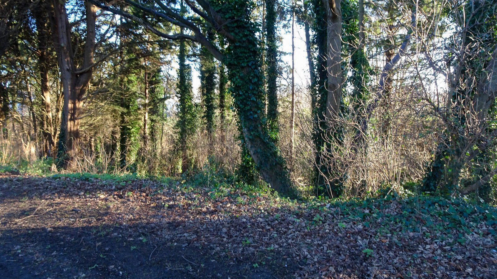 RANDOM IMAGES OF THE UNIVERSITY OF DUBLIN CAMPUS [MY MOTHER WHO IS 104 IN MAY DID NOT WANT TO COME WITH ME AS IT WAS TOO COLD]-226682-1