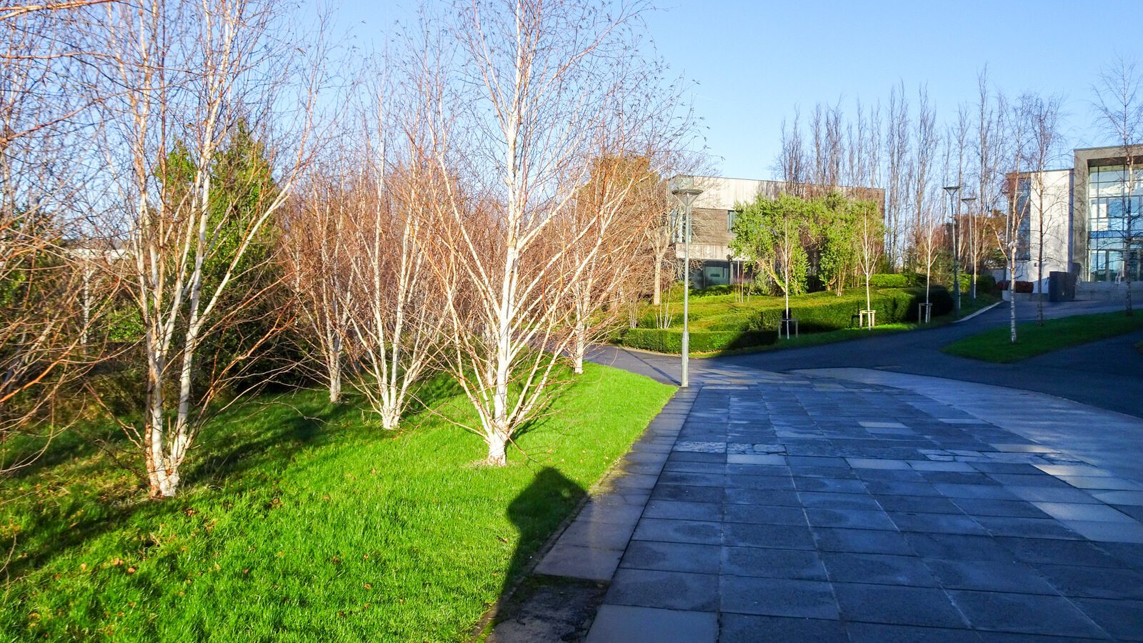 RANDOM IMAGES OF THE UNIVERSITY OF DUBLIN CAMPUS [MY MOTHER WHO IS 104 IN MAY DID NOT WANT TO COME WITH ME AS IT WAS TOO COLD]-226723-1