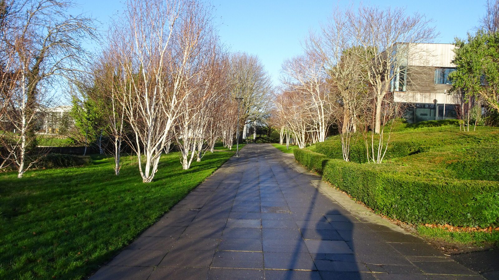 RANDOM IMAGES OF THE UNIVERSITY OF DUBLIN CAMPUS [MY MOTHER WHO IS 104 IN MAY DID NOT WANT TO COME WITH ME AS IT WAS TOO COLD]-226724-1
