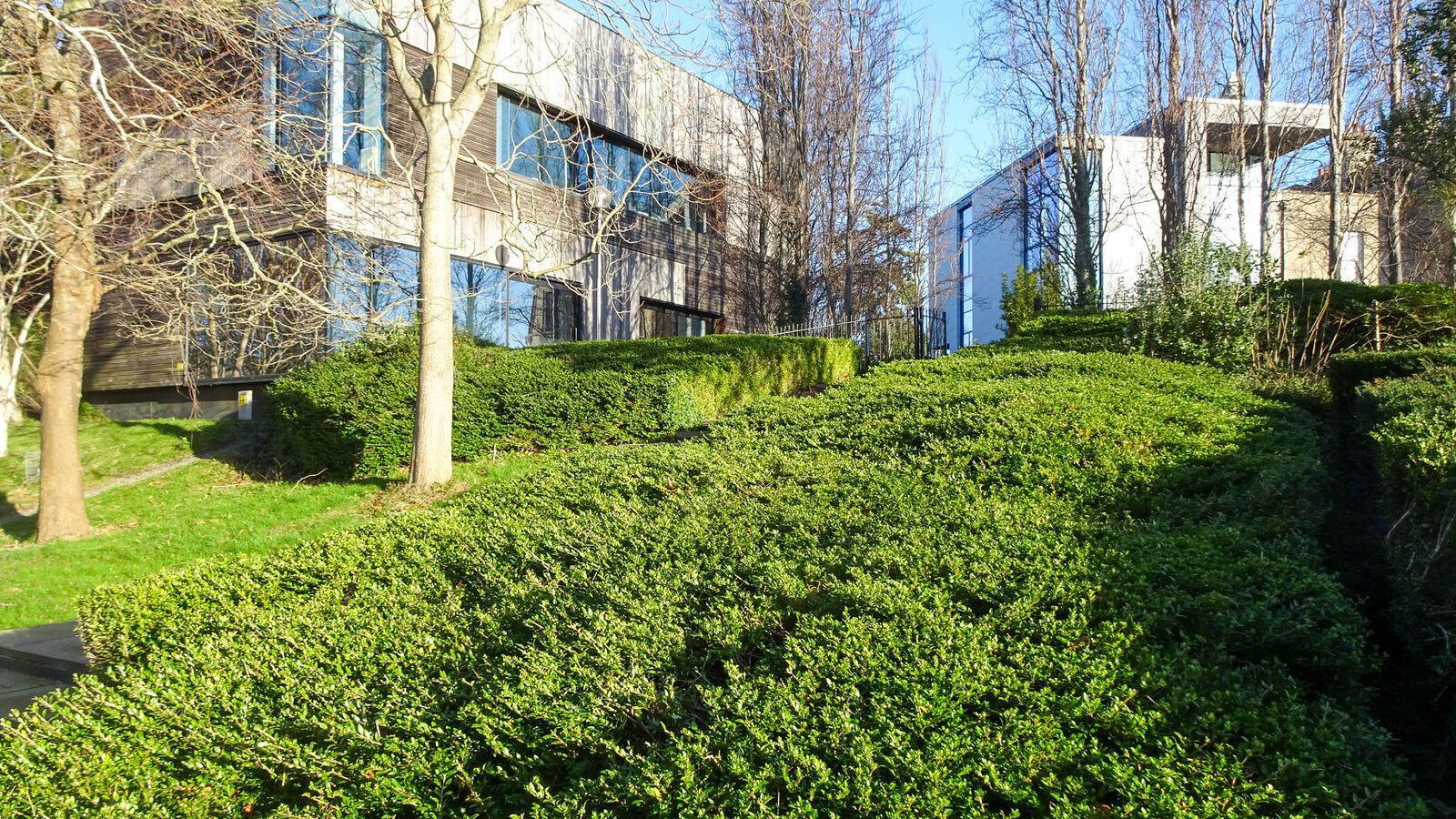 RANDOM IMAGES OF THE UNIVERSITY OF DUBLIN CAMPUS [MY MOTHER WHO IS 104 IN MAY DID NOT WANT TO COME WITH ME AS IT WAS TOO COLD]-226726-1