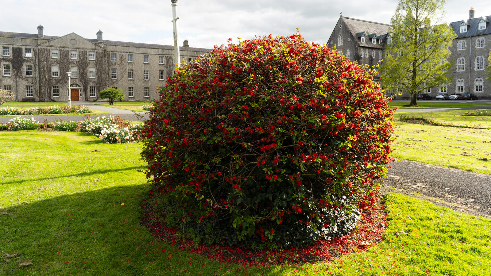 ST PATRICK'S COLLEGE IN MAYNOOTH [COUNTY KILDARE]-223059-1