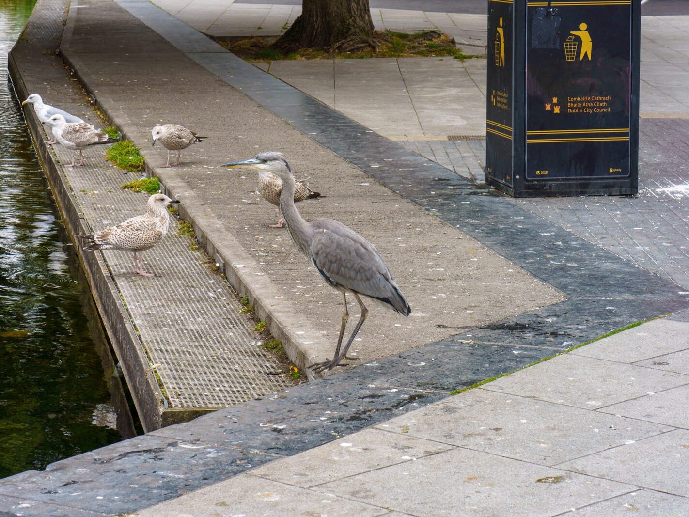 A HERON'S UNEXPECTED VISIT [PORTOBELLO HARBOUR]-241074-1