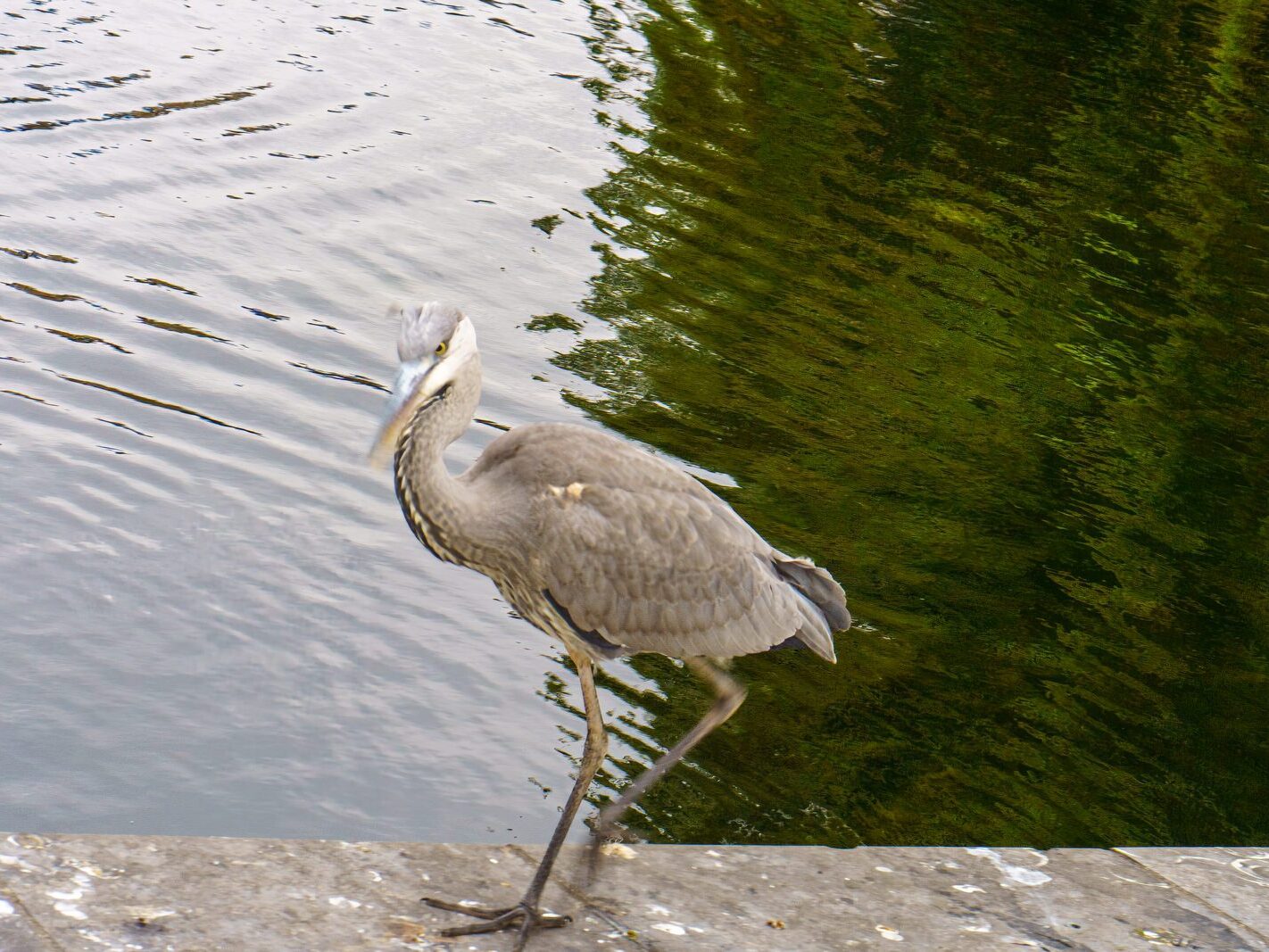 A HERON'S UNEXPECTED VISIT [PORTOBELLO HARBOUR]-241076-1