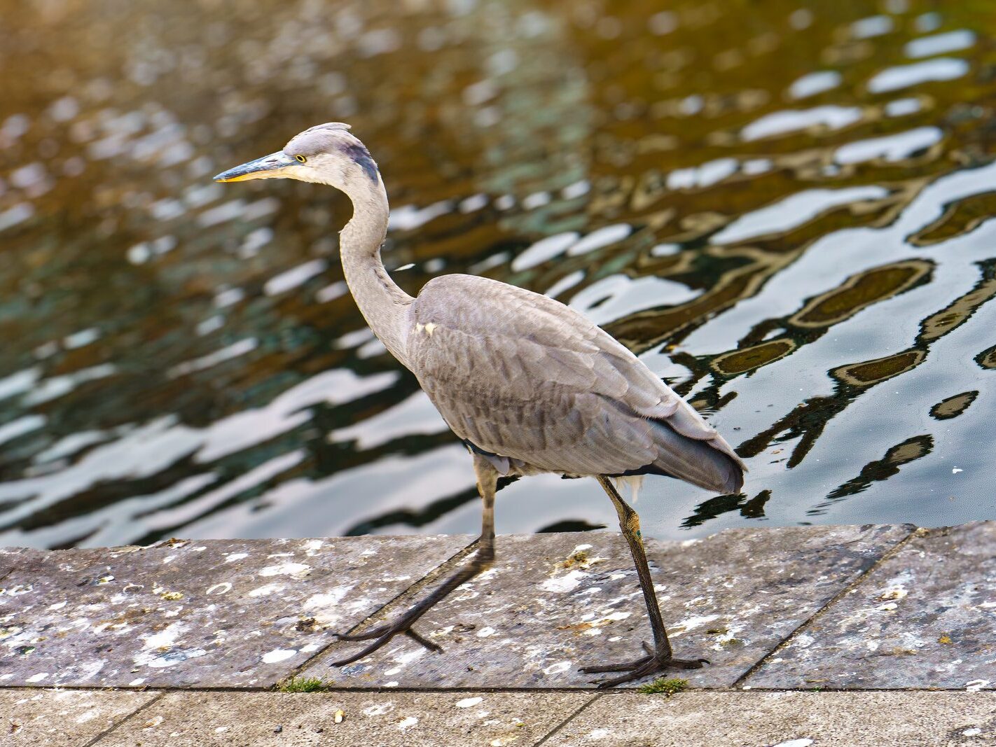 A HERON'S UNEXPECTED VISIT [PORTOBELLO HARBOUR]-241077-1