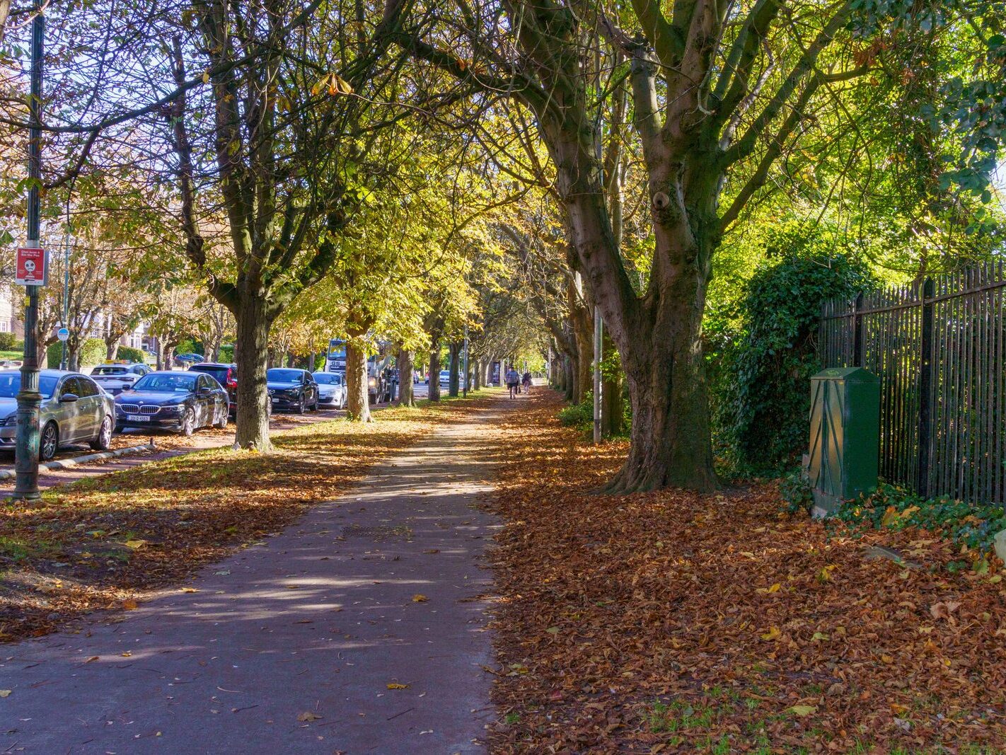 I VISIT GRIFFITH AVENUE SECTION BY SECTION EVERY AUTUMN [14 OCTOBER 2024]-242659-1