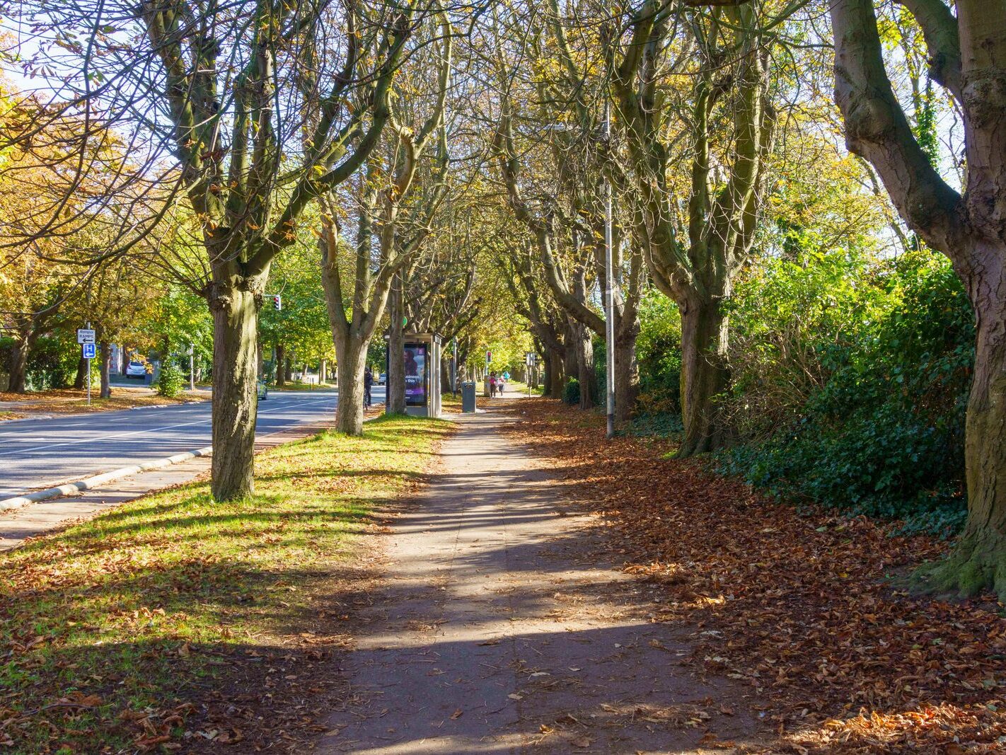 I VISIT GRIFFITH AVENUE SECTION BY SECTION EVERY AUTUMN [14 OCTOBER 2024]-242662-1