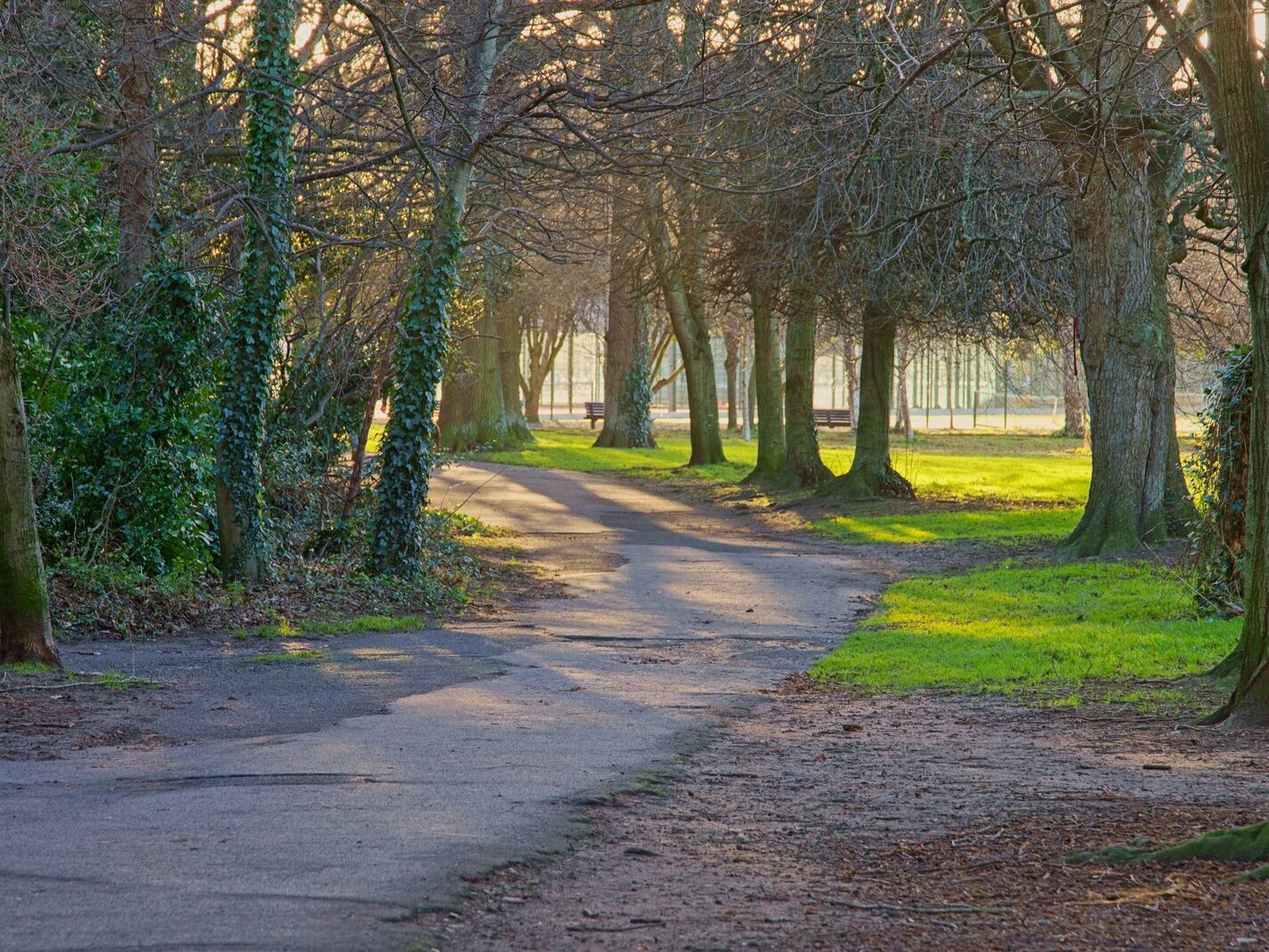 MY CHRISTMAS 2024 VISIT TO BUSHY PARK [19 DECEMBER 2024]-245571-1