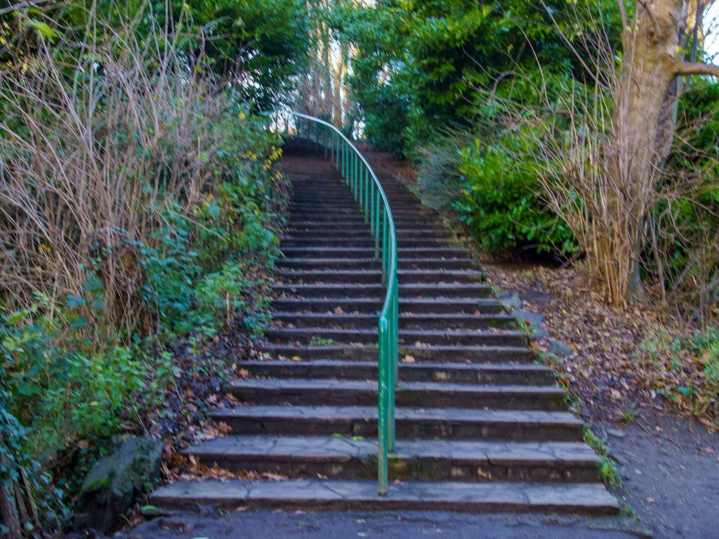 MY CHRISTMAS 2024 VISIT TO BUSHY PARK [19 DECEMBER 2024]-245577-1