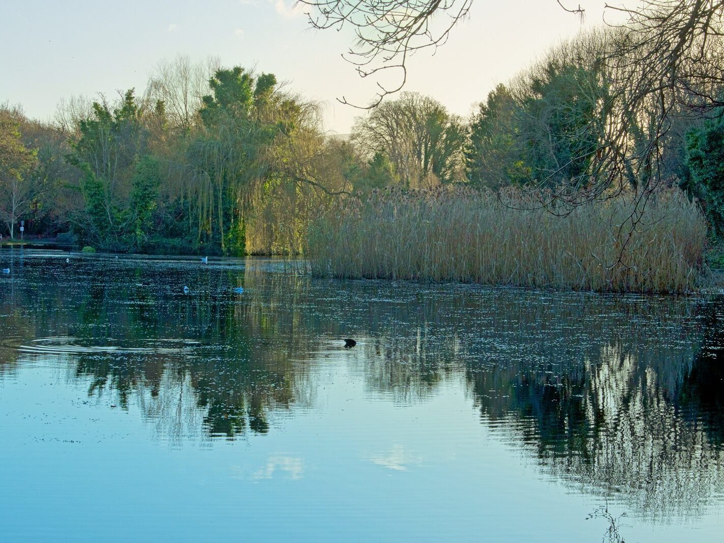 MY CHRISTMAS 2024 VISIT TO BUSHY PARK [19 DECEMBER 2024]-245579-1