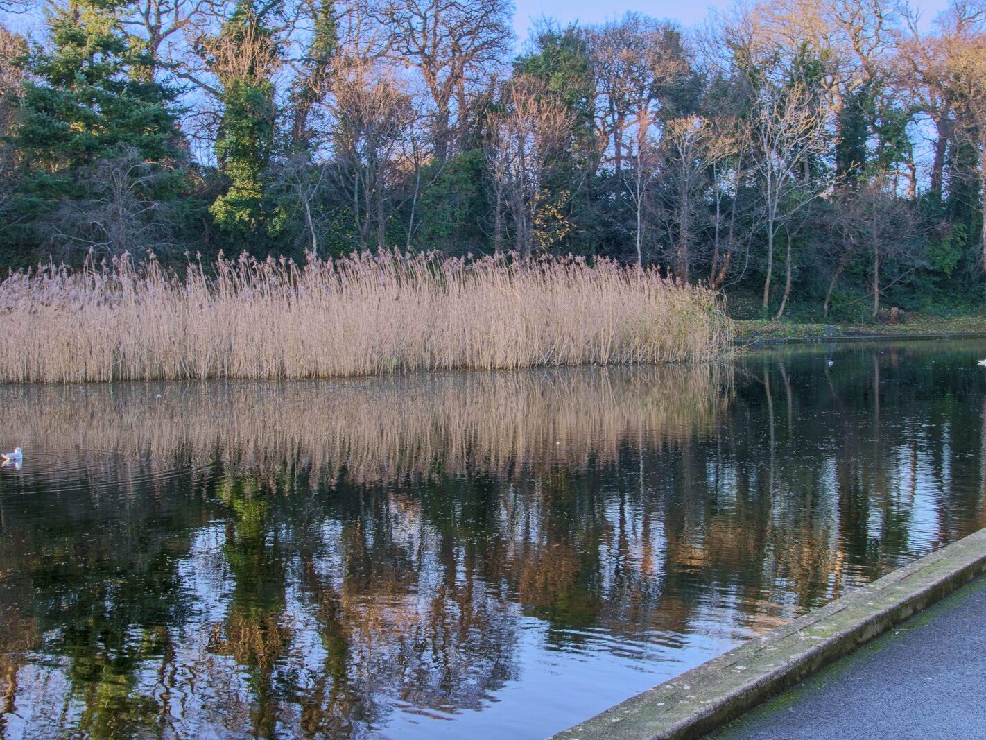 MY CHRISTMAS 2024 VISIT TO BUSHY PARK [19 DECEMBER 2024]-245581-1