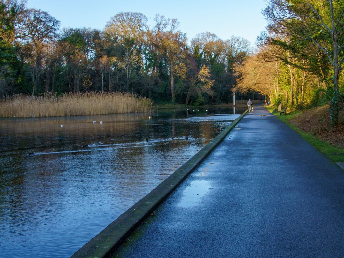 MY CHRISTMAS 2024 VISIT TO BUSHY PARK [19 DECEMBER 2024]-245582-1