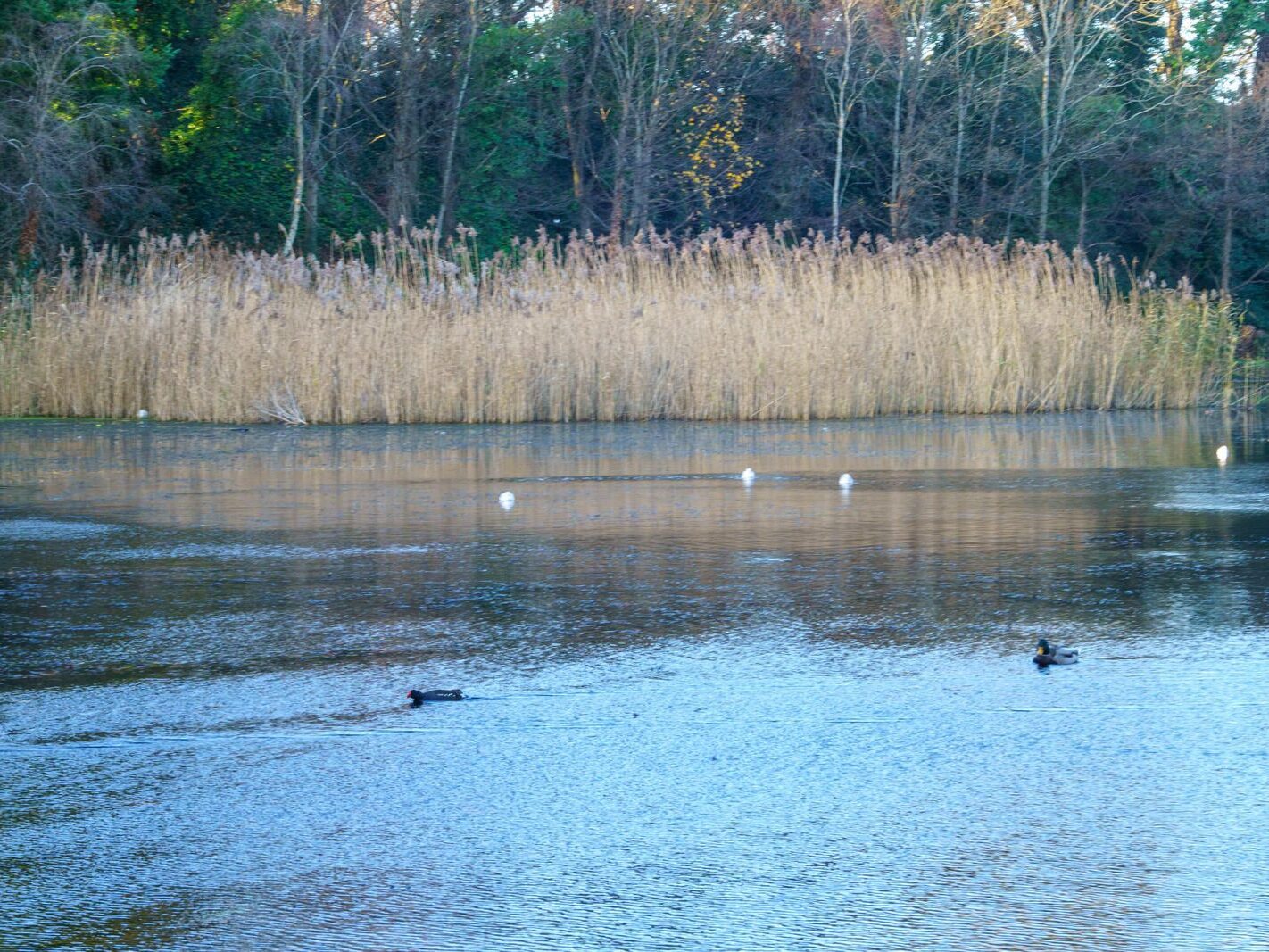 MY CHRISTMAS 2024 VISIT TO BUSHY PARK [19 DECEMBER 2024]-245583-1