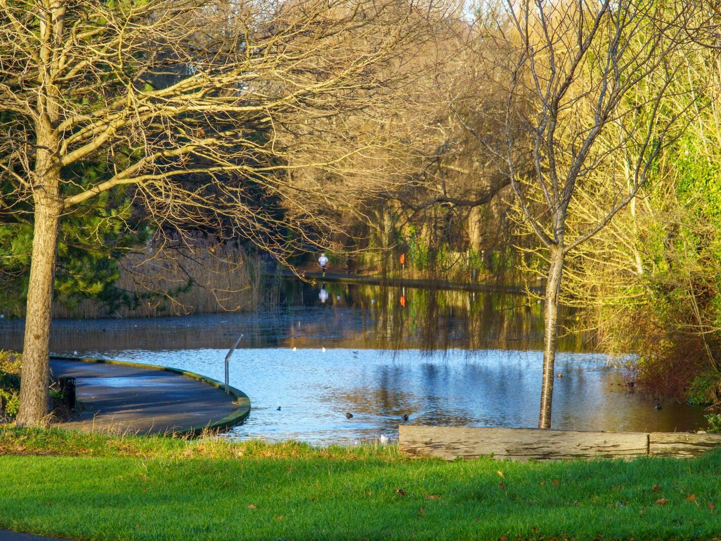 MY CHRISTMAS 2024 VISIT TO BUSHY PARK [19 DECEMBER 2024]-245587-1