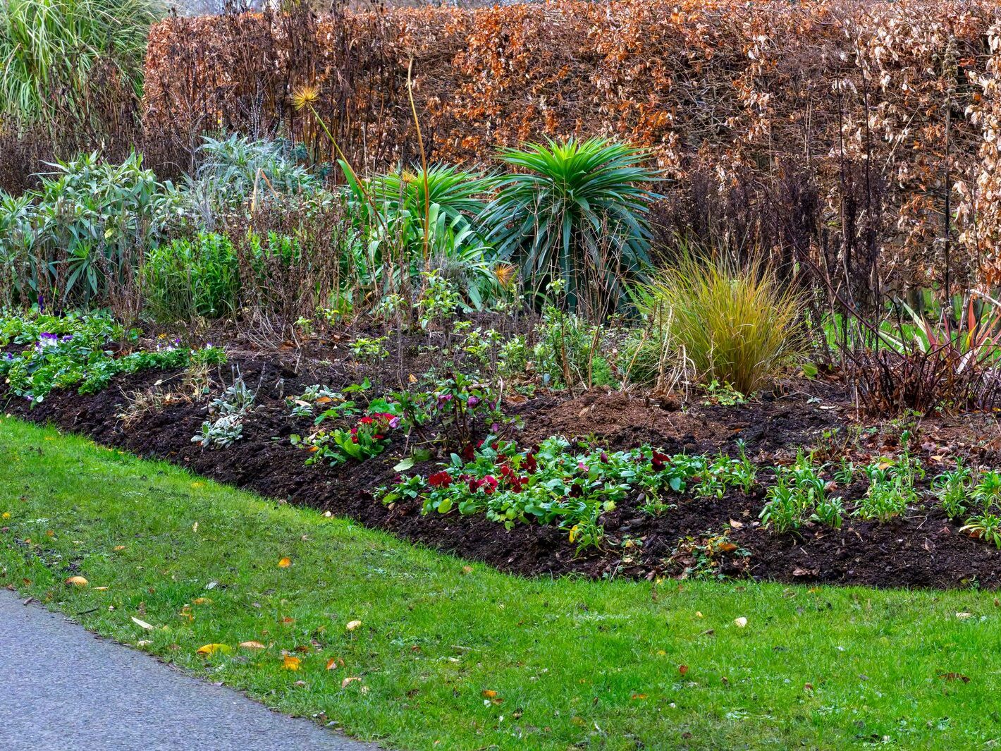 THE PEOPLES FLOWER GARDEN [PHOENIX PARK 30 DECEMBER 2024]-245915-1