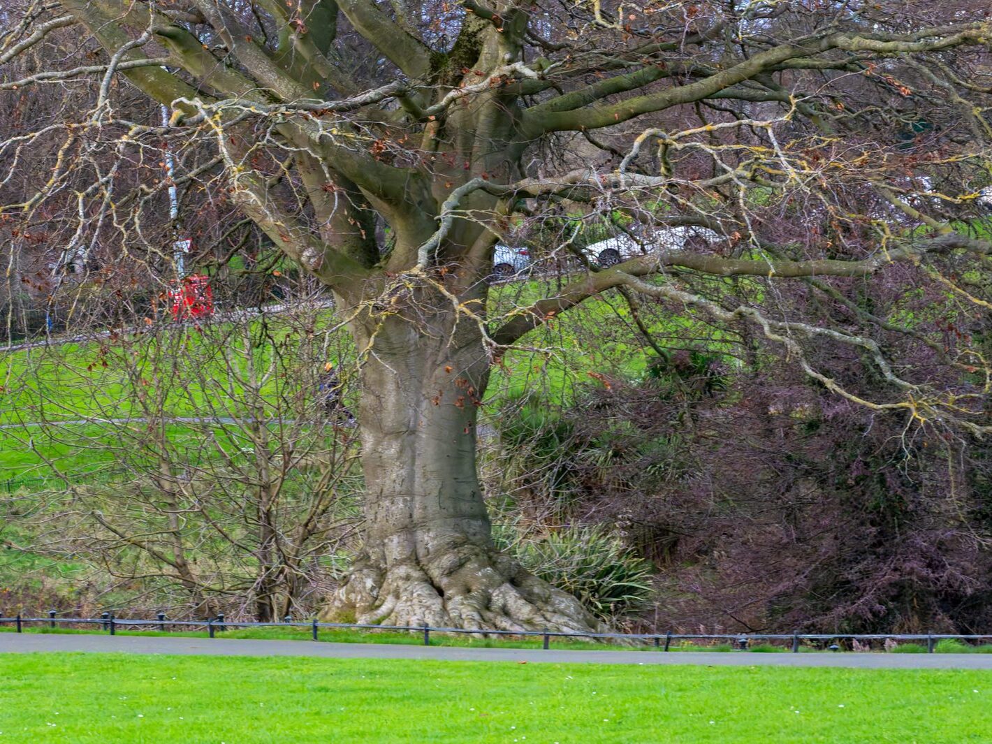 THE PEOPLES FLOWER GARDEN [PHOENIX PARK 30 DECEMBER 2024]-245931-1