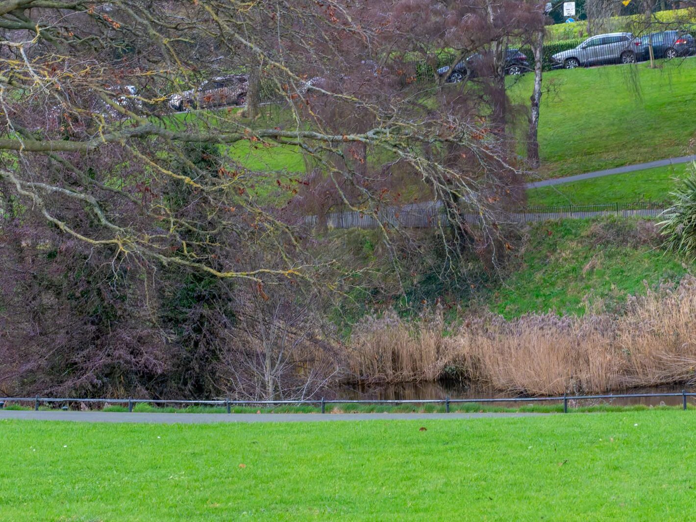 THE PEOPLES FLOWER GARDEN [PHOENIX PARK 30 DECEMBER 2024]-245932-1