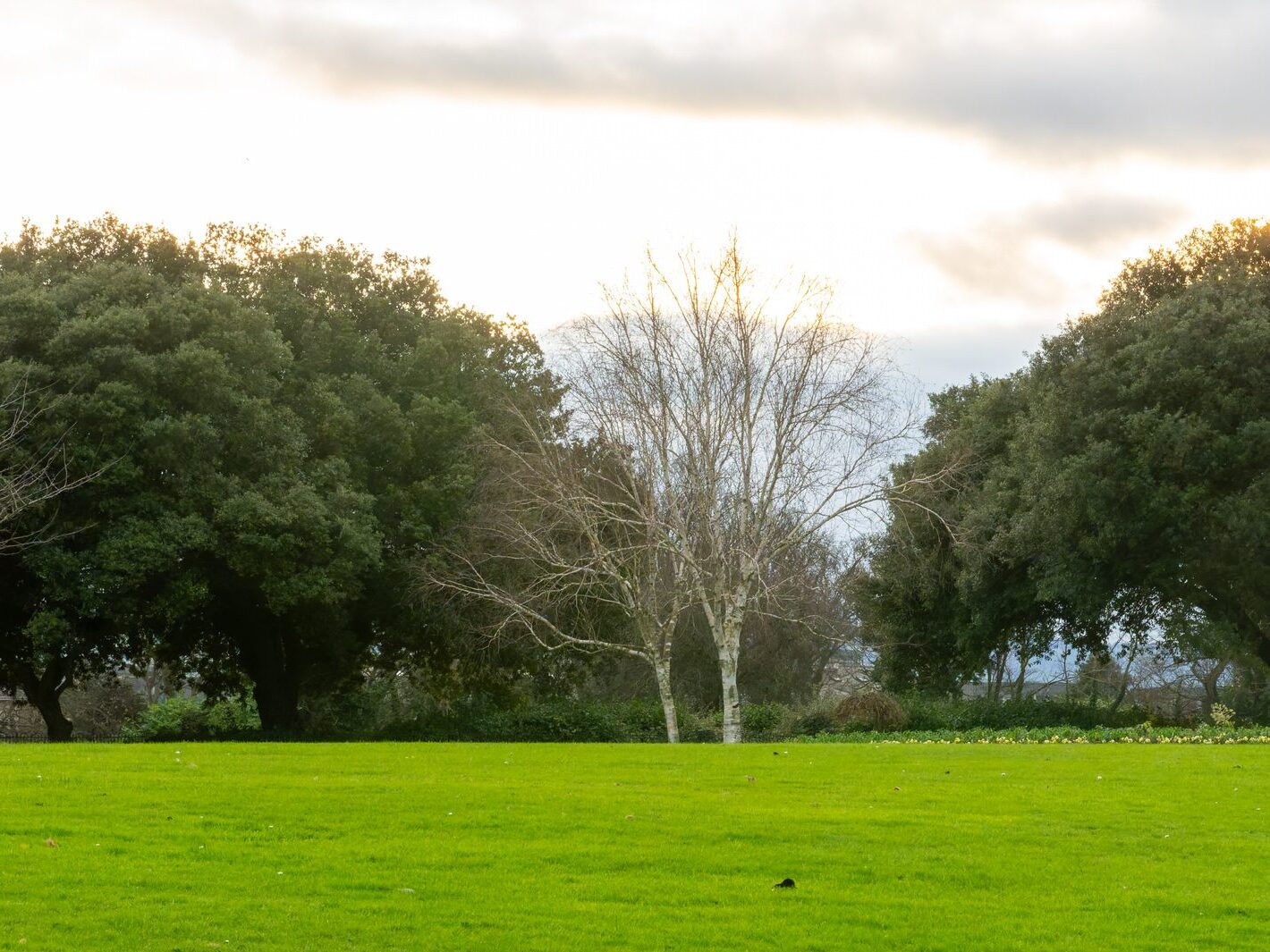 THE PEOPLES FLOWER GARDEN [PHOENIX PARK 30 DECEMBER 2024]-245941-1