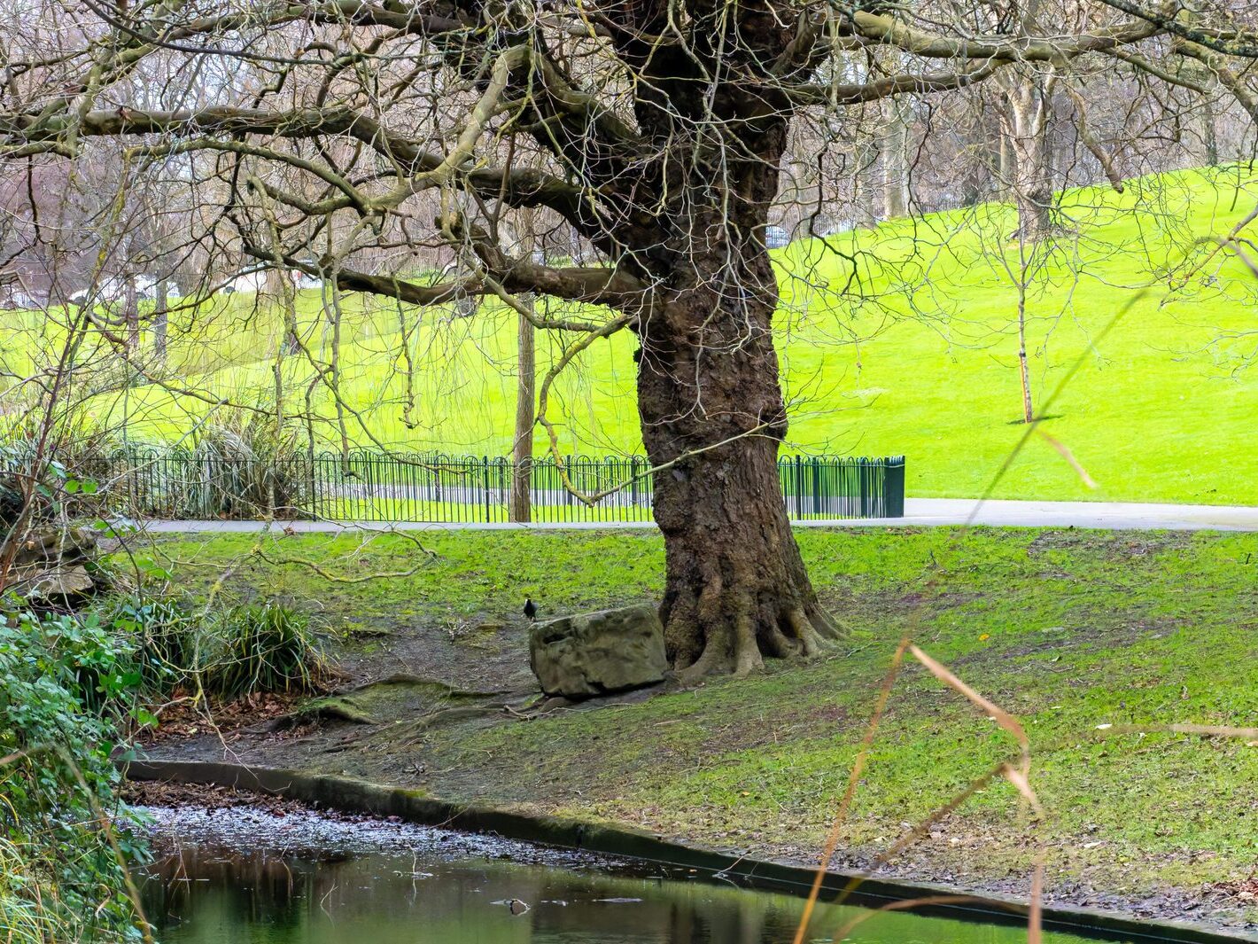 THE PEOPLES FLOWER GARDEN [PHOENIX PARK 30 DECEMBER 2024]-245943-1