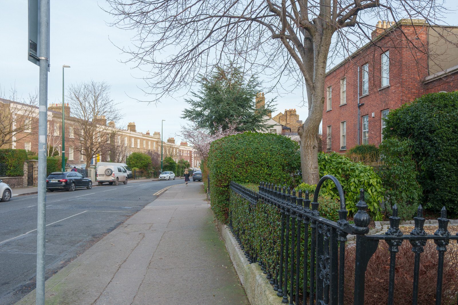 EXPLORING LEINSTER ROAD [THERE WAS EVEN A CHERRY BLOSSOM IN FLOWER]-227266-1