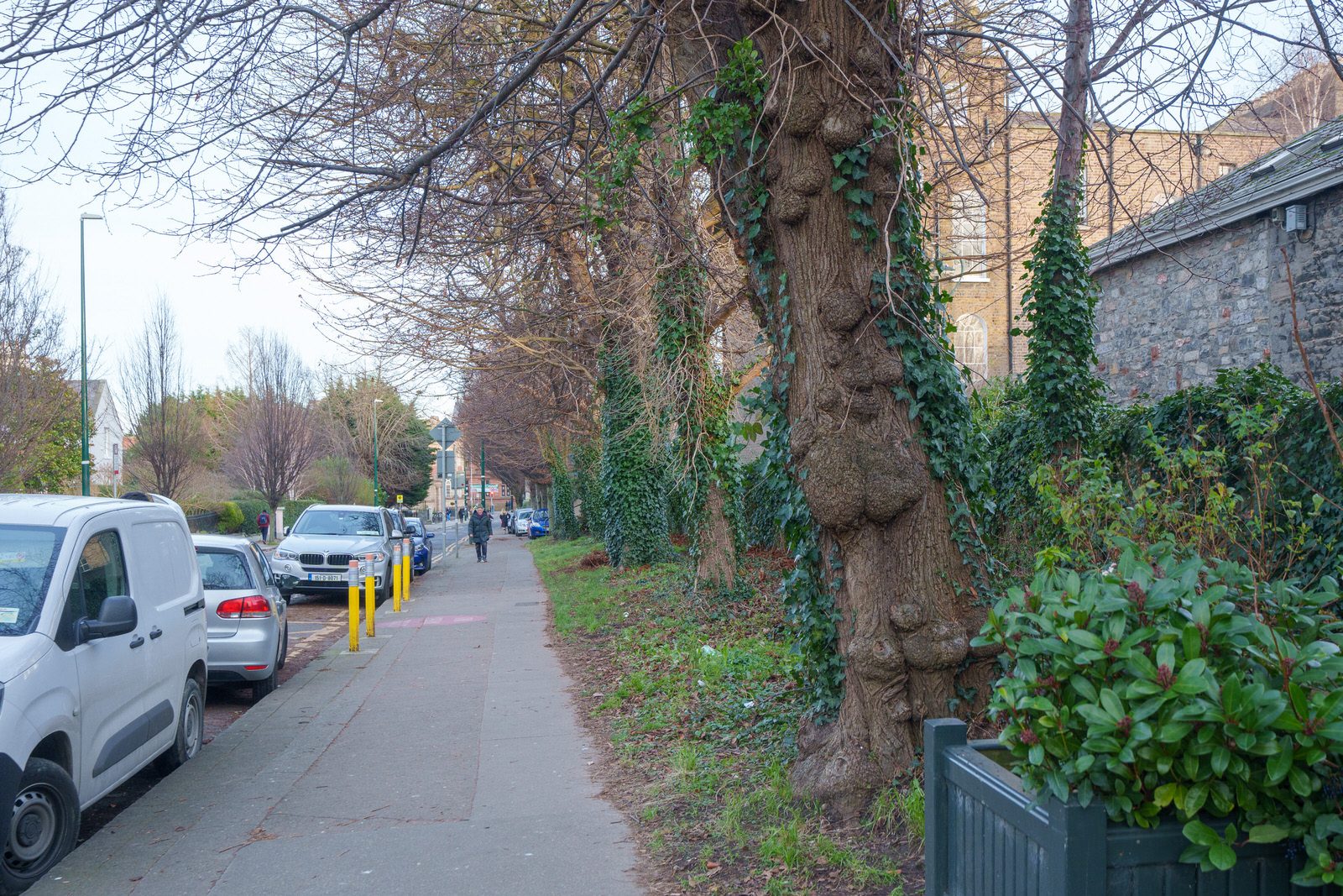 EXPLORING LEINSTER ROAD [THERE WAS EVEN A CHERRY BLOSSOM IN FLOWER]-227269-1