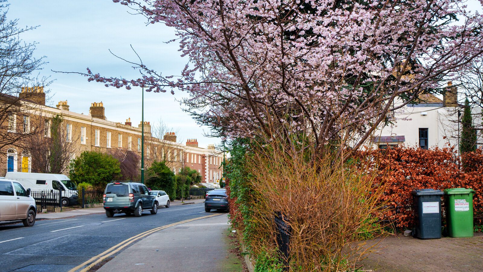 I SPY WITH MY LITTLE EYE SOMETHING BEGINNING WITH C ON LEINSTER ROAD [A CHERRY BLOSSOM IN JANUARY]-227233-1