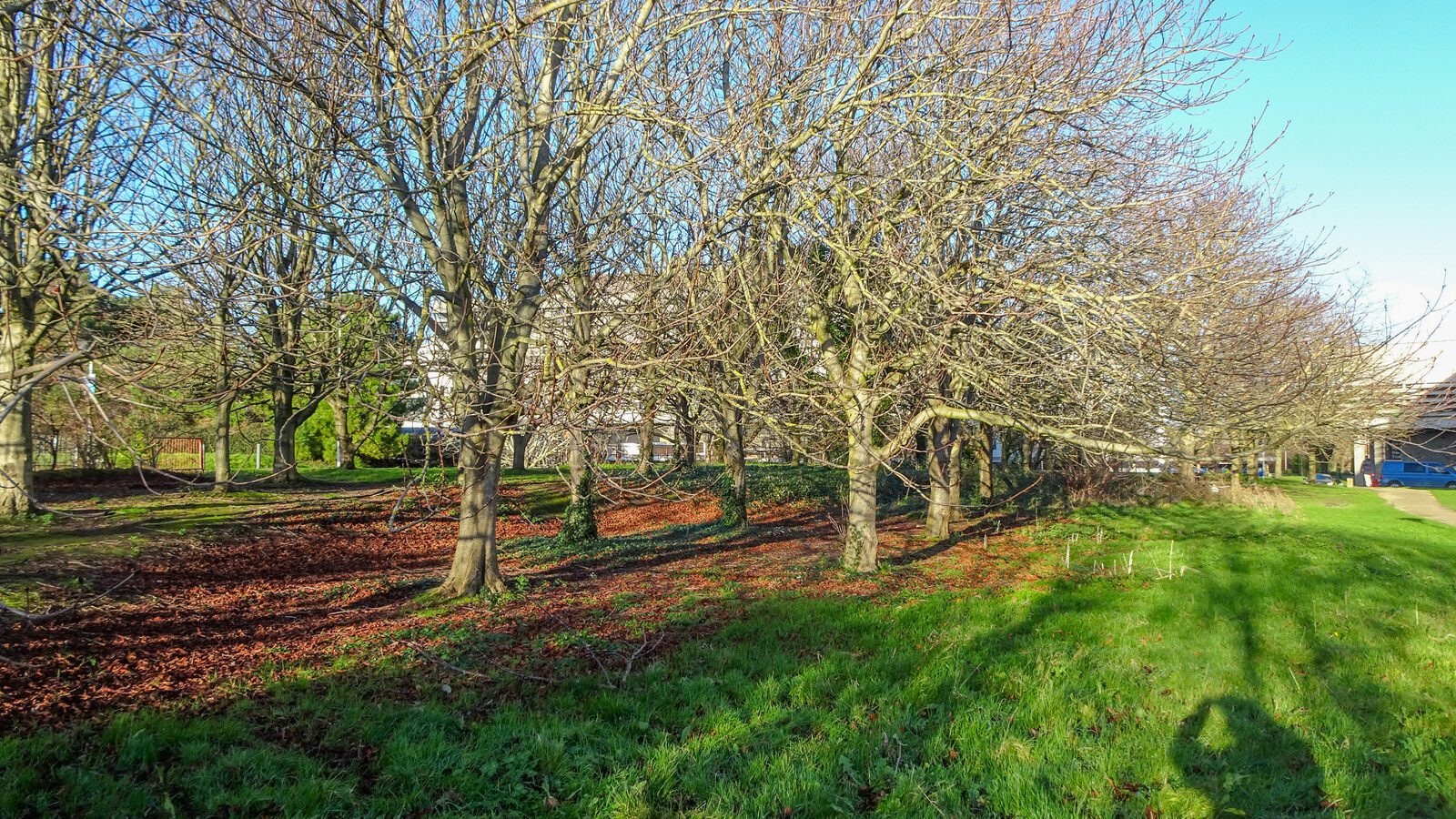 RANDOM IMAGES OF THE UNIVERSITY OF DUBLIN CAMPUS [MY MOTHER WHO IS 104 IN MAY DID NOT WANT TO COME WITH ME AS IT WAS TOO COLD]-226688-1